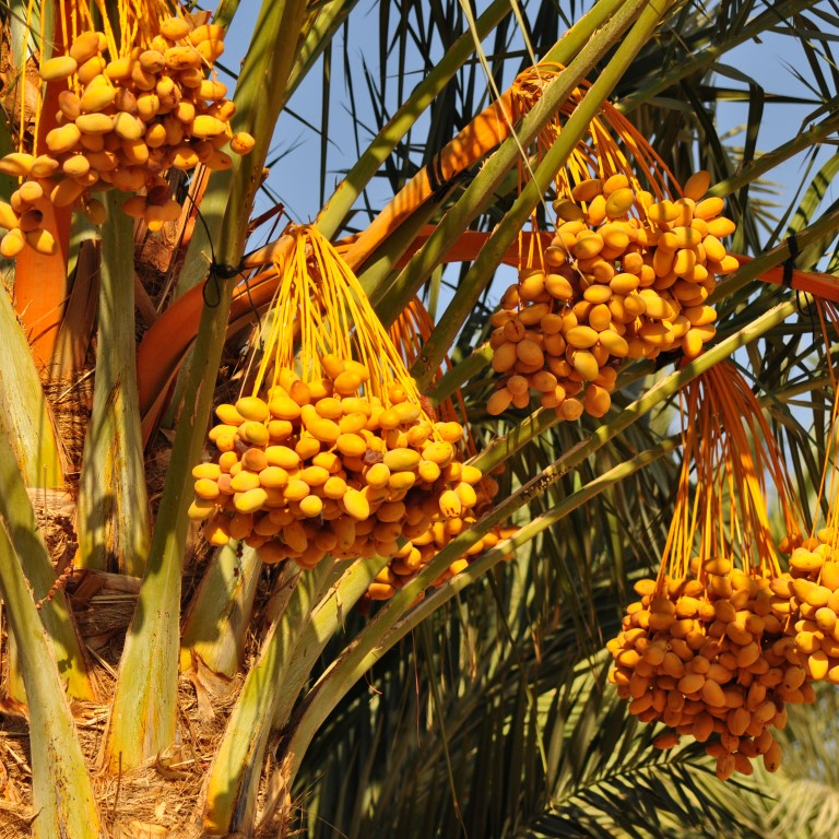 חג התמר בעין יהב
10-12.10.2019