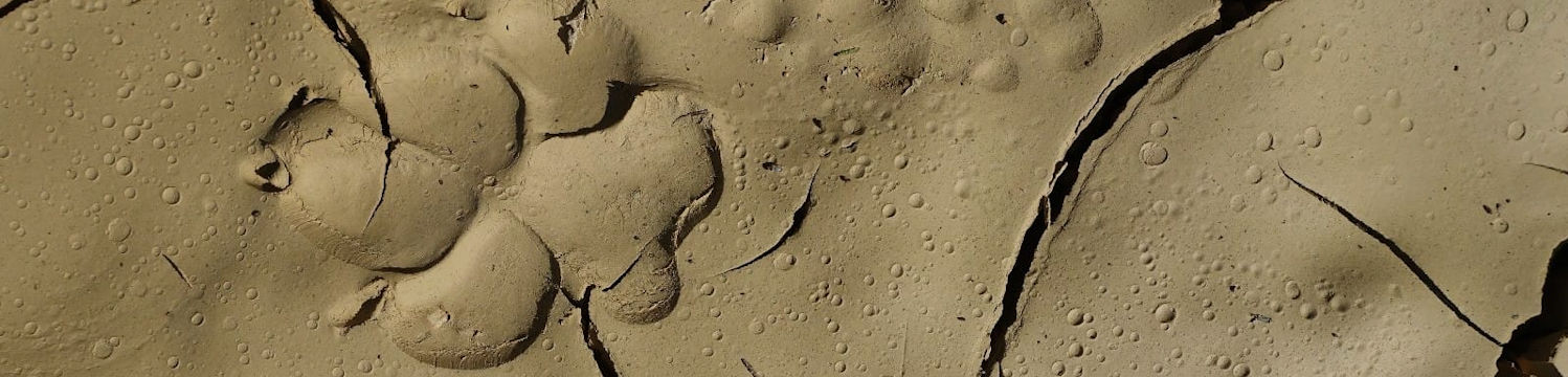 מלאכות מדבר אווירה