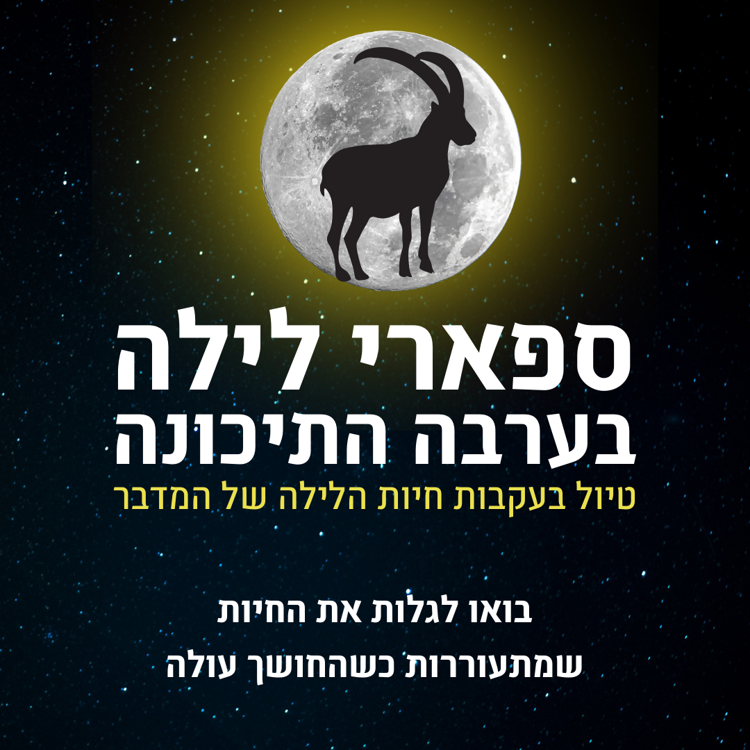 ספארי לילה בערבה - עדי מטמון 